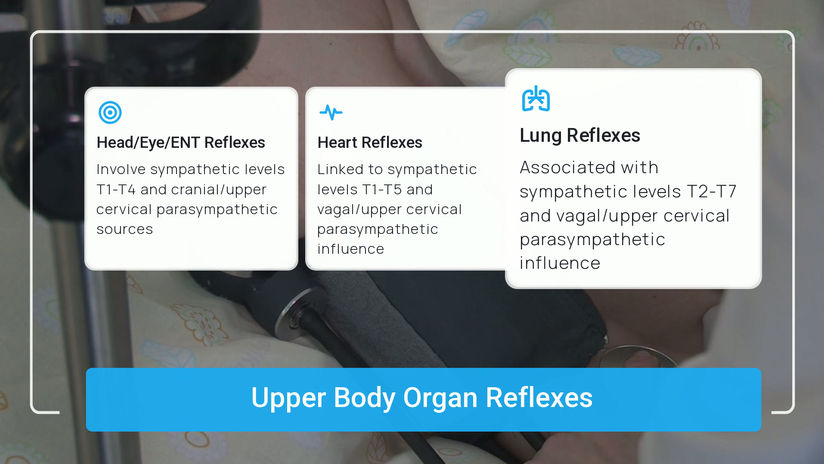 The ANS and Viscero-Somatic Reflexes in Osteopathic Care